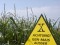 Во Франции полностью запретили генетически модифицированное зерно