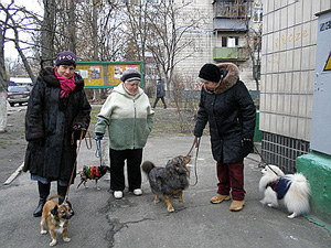 В Киеве запретили продавать собак и кошек из-за бешенства