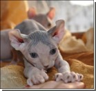 Выведена порода котов с завитыми ушами. Фото