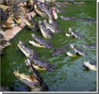  15 тысяч крокодилов сбежали из фермы в реку Лимпопо