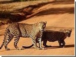 В Замбии запретили охоту на львов и леопардов