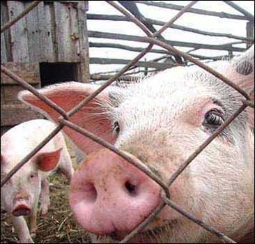 Японские ученые выращивают "свиночеловека". Видео