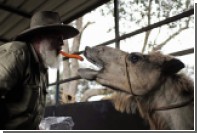 Возбужденный верблюд растоптал двух фермеров в Техасе 