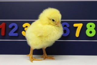 У цыплят нашли общее с человеком умение обращаться с числами