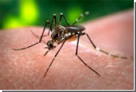 Москитные сетки создали гибридный вид неуязвимых малярийных комаров