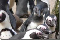 В Польше пингвину впервые в мире установили протез клюва