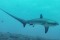 Ученые впервые сфотографировали роды акулы в океане