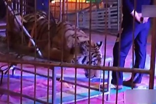 В китайском цирке связали амурского тигра для фотографий с посетителями