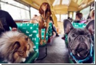 Британцы организовали первый в мире автобусный тур для собак