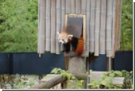 В США из зоопарка сбежала красная панда