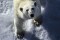 Туристов позвали в Россию для знакомства с белыми медведями