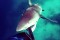 В Австралии акула напала на дайвера