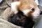 В Австралии красная панда приняла плюшевую игрушку за своего сородича