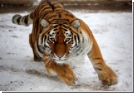 Тигр растерзал посетителя в китайском зоопарке