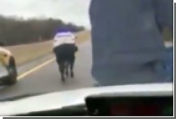 В США ковбой заарканил сбежавшего бычка с капота полицейской машины