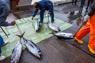 Япония задумала возобновить поставки в Россию рыбы из акватории возле Фукусимы