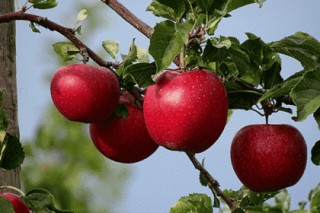 Названа главная особенность американских ГМО-яблок