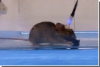 Ученые превратили мышь в безжалостного зомби-убийцу