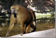 Названы сроки появления языка у обезьян