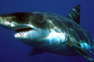 Жертва акулы решила еще раз увидеть хищников перед смертью