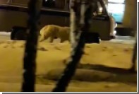 Уральские полицейские выгуляли собаку из машины