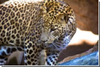 Леопард утащил и съел двух детей в Индии