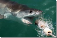 Рыбаки случайно приманили шестиметровую акулу вместо карася