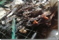 Сотни мерзнувших дорогих тарантулов зажарились под электроодеялом