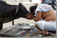 В Индии заключенные пройдут терапию коровами