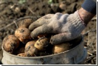 Россиянам предрекли картофельный кризис