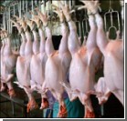 Украине разрешили поставлять курятину в Евросоюз