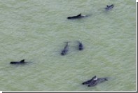 В Новой Зеландии на берег выбросились около 200 дельфинов