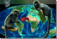 Ученые доказали факт миграции обезьян в Америку на растительных плотах