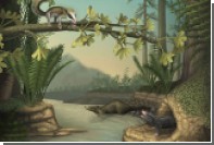 Найдены древнейшие землеройные и лазающие по деревьям млекопитающие