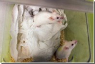 На мышах испробовали средство для быстрого похудения