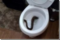 Техасскую семью спасли от 24 гремучих змей