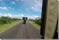 В ЮАР слон несколько километров гнался за туристами