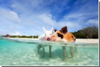 Плавающие свиньи на Багамах погибли после употребления пива и рома