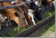 Минсельхоз предложил отказаться от ускоренного импортозамещения мяса и молока