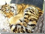 В Приморье умер найденный охотниками тигренок