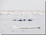 Крымские дельфины выбрались из ледяной ловушки
