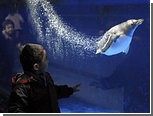 Из японского аквариума сбежал пингвин