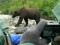 Туристы в заповеднике на Аляске проигнорировали бегущего медведя
