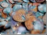 В Великобритании нашли 30 тысяч древнеримских монет