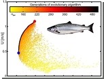 Совершенство рыб доказали компьютерной симуляцией