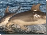 Биологи разобрались с дельфиньей мафией