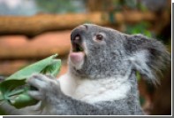 В Австралии по приказу властей истребили 686 коал