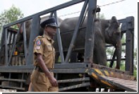 Полиция Шри-Ланки заблокировала демонстрацию с участием слонов
