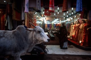 В индийском штате Гуджарат ввели пожизненное заключение за убийство коровы