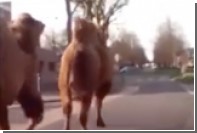 Сбежавшие из цирка верблюды пробежались по городским улицам французского Рубе